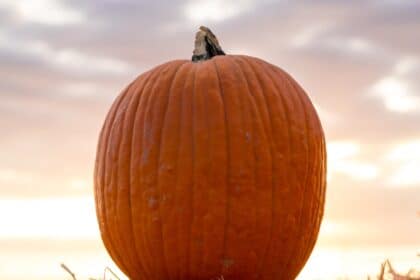 Pumpkin Patch Captions For Instagram photo of a pumpkin at a pumpkin patch.