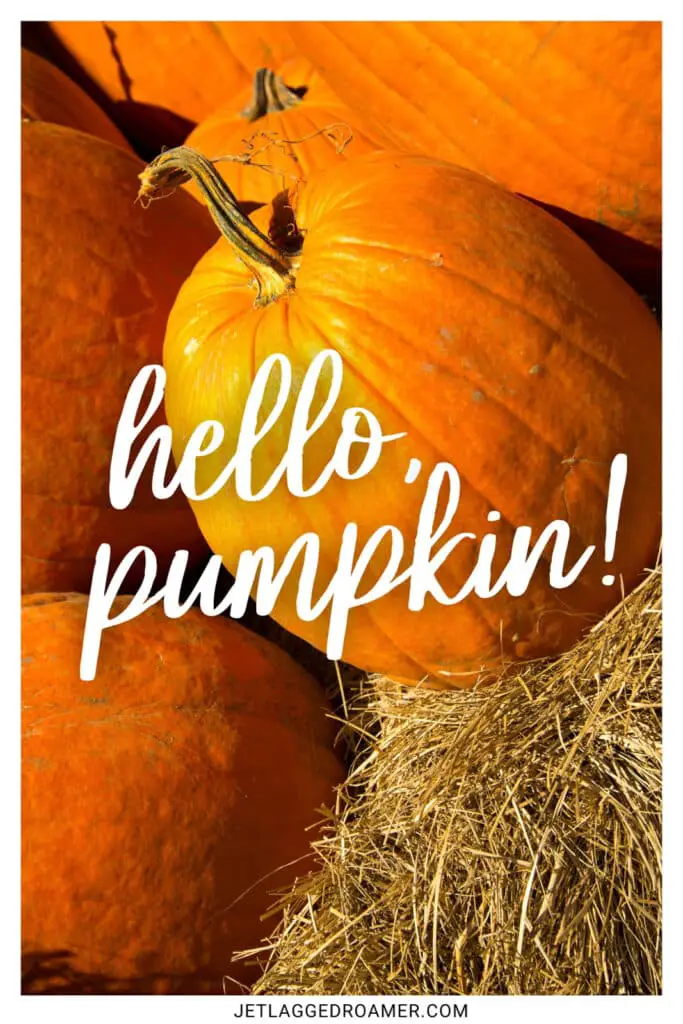 One of the pumpkin picking captions saying "hello pumpkin." Pumpkins on haystack. 