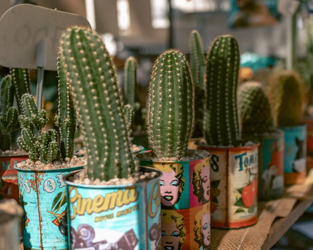 One of the things to do in San Telmo is shop in the square. Cacti being sold in the square. 