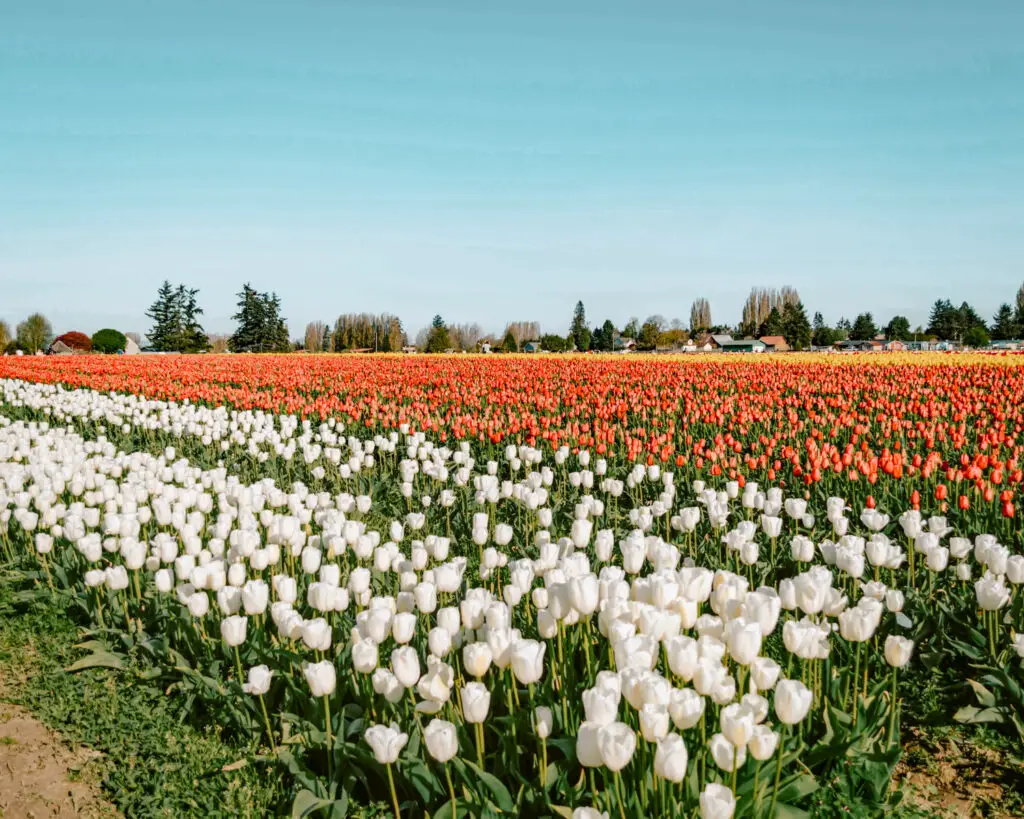 One of the popular day trips from Seattle to Skagit Valley. 
