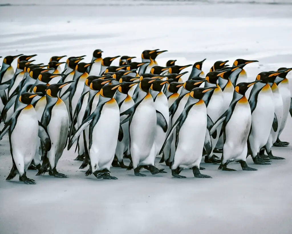 Penguins in Stanley, Falk Islands. 