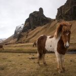 Iceland captions photo of a horse in an open field in Iceland.