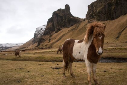 Iceland captions photo of a horse in an open field in Iceland.