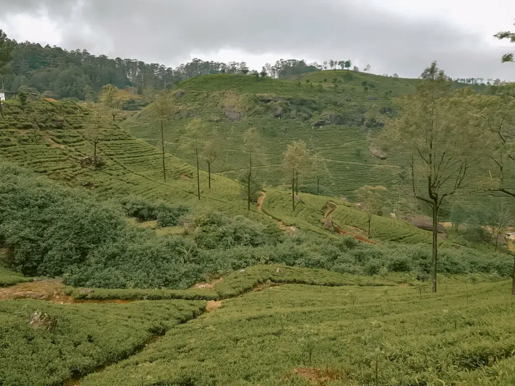 Green fields of Nuwara Eliya, Sri Lanka and off the beaten path travel destination. 