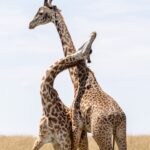Africa captions for Instagram photo of two giraffes playing in the African savannah.