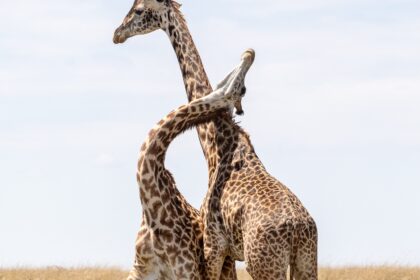 Africa captions for Instagram photo of two giraffes playing in the African savannah.