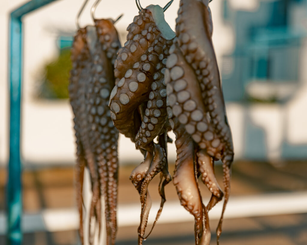 Octopus sun drying one of the things to do in Agistri is to eat fresh seafood.
